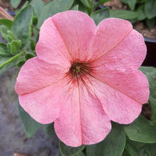 Afbeelding in Gallery-weergave laden, Petunia - enkel