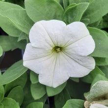 Afbeelding in Gallery-weergave laden, Petunia - enkel