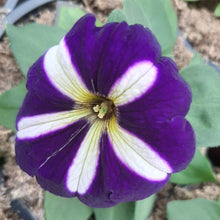 Afbeelding in Gallery-weergave laden, Petunia - enkel