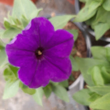 Afbeelding in Gallery-weergave laden, Petunia - enkel
