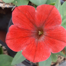 Afbeelding in Gallery-weergave laden, Petunia - enkel