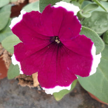 Afbeelding in Gallery-weergave laden, Petunia - enkel