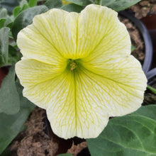 Afbeelding in Gallery-weergave laden, Petunia - enkel