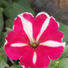 Afbeelding in Gallery-weergave laden, Petunia - enkel