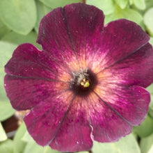 Afbeelding in Gallery-weergave laden, Petunia - enkel