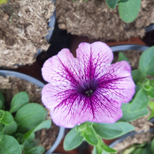 Afbeelding in Gallery-weergave laden, Petunia - enkel