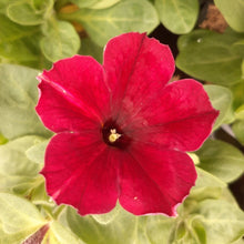 Afbeelding in Gallery-weergave laden, Petunia - enkel