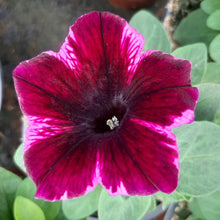 Afbeelding in Gallery-weergave laden, Petunia - enkel