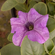 Afbeelding in Gallery-weergave laden, Petunia - enkel
