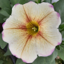 Afbeelding in Gallery-weergave laden, Petunia - enkel
