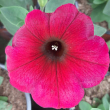 Afbeelding in Gallery-weergave laden, Petunia - enkel