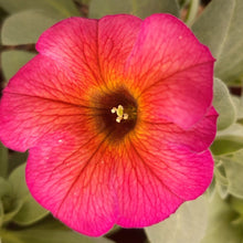 Afbeelding in Gallery-weergave laden, Petunia - enkel