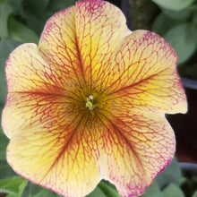 Afbeelding in Gallery-weergave laden, Petunia - enkel