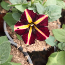 Afbeelding in Gallery-weergave laden, Petunia - enkel
