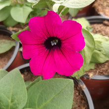 Afbeelding in Gallery-weergave laden, Petunia - enkel