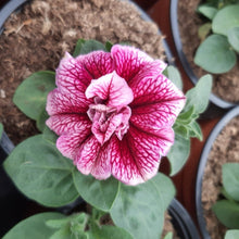 Afbeelding in Gallery-weergave laden, Petunia - enkel