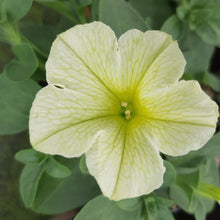 Afbeelding in Gallery-weergave laden, Petunia - enkel