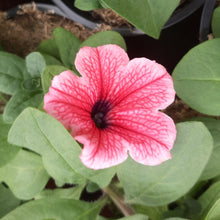 Afbeelding in Gallery-weergave laden, Petunia - enkel