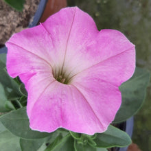 Afbeelding in Gallery-weergave laden, Petunia - enkel