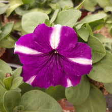 Afbeelding in Gallery-weergave laden, Petunia - enkel