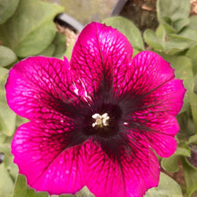 Afbeelding in Gallery-weergave laden, Petunia - enkel