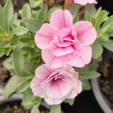 Afbeelding in Gallery-weergave laden, Calibrachoa - dubbel