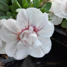 Afbeelding in Gallery-weergave laden, Calibrachoa - dubbel