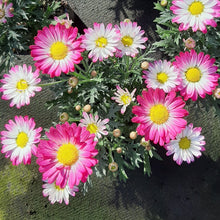 Afbeelding in Gallery-weergave laden, Argyranthemum frutescens