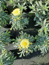 Afbeelding in Gallery-weergave laden, Argyranthemum frutescens