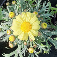 Afbeelding in Gallery-weergave laden, Argyranthemum frutescens
