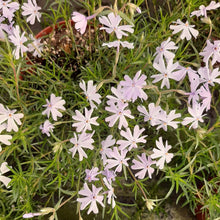 Afbeelding in Gallery-weergave laden, Phlox subulata