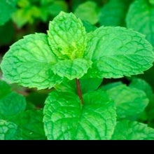 Afbeelding in Gallery-weergave laden, Mentha spicata. marokkaanse munt.