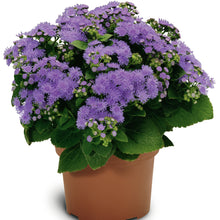 Afbeelding in Gallery-weergave laden, Ageratum