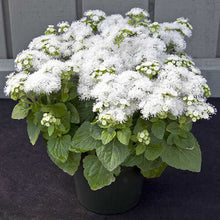 Afbeelding in Gallery-weergave laden, Ageratum