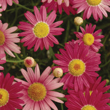 Afbeelding in Gallery-weergave laden, Argyranthemum frutescens