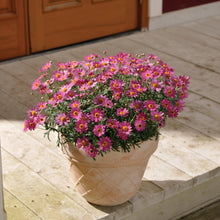 Afbeelding in Gallery-weergave laden, Argyranthemum frutescens