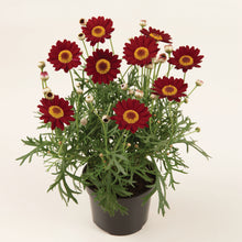 Afbeelding in Gallery-weergave laden, Argyranthemum frutescens