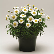 Afbeelding in Gallery-weergave laden, Argyranthemum frutescens