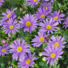 Afbeelding in Gallery-weergave laden, Brachyscome multifida