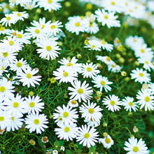 Afbeelding in Gallery-weergave laden, Brachyscome multifida