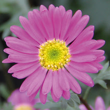 Afbeelding in Gallery-weergave laden, Brachyscome multifida