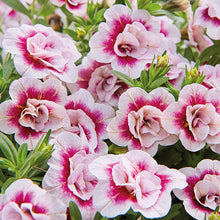 Afbeelding in Gallery-weergave laden, Calibrachoa