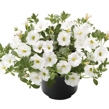 Afbeelding in Gallery-weergave laden, Calibrachoa