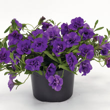 Afbeelding in Gallery-weergave laden, Calibrachoa