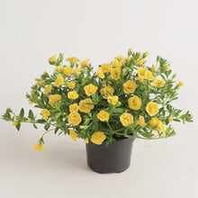 Afbeelding in Gallery-weergave laden, Calibrachoa