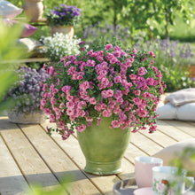 Afbeelding in Gallery-weergave laden, Calibrachoa