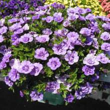 Afbeelding in Gallery-weergave laden, Calibrachoa