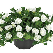 Afbeelding in Gallery-weergave laden, Calibrachoa