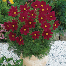 Afbeelding in Gallery-weergave laden, Cosmos bip. Sonata