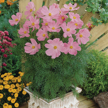 Afbeelding in Gallery-weergave laden, Cosmos bip. Sonata